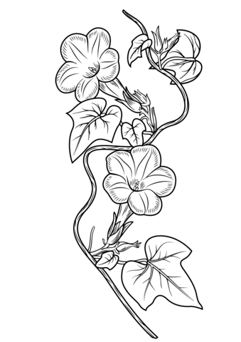 Ivy Leaf Morning Glory Coloring Page